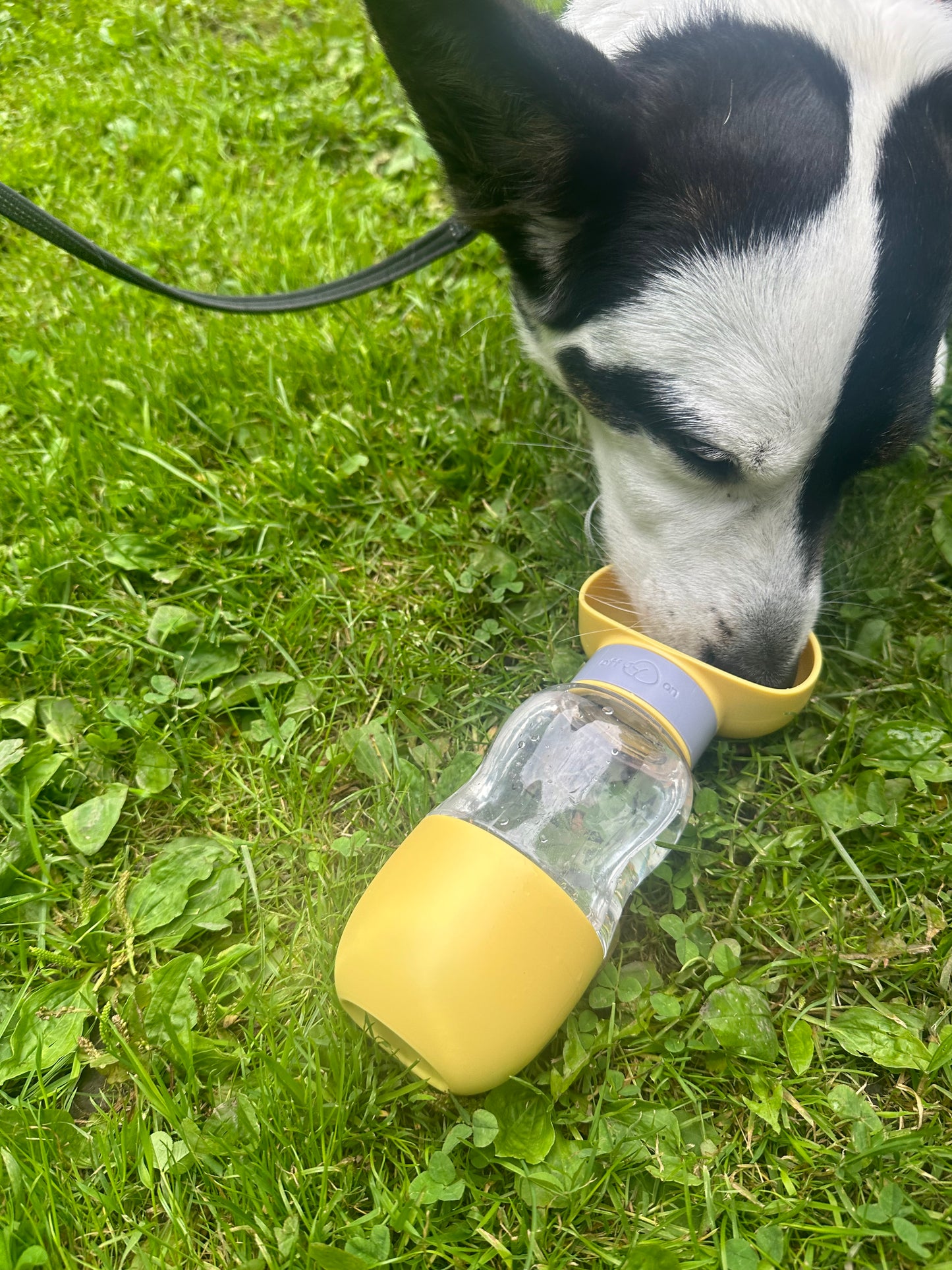 Vannflaske med skål og oppbevaring til snacks